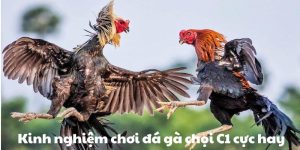 Nuôi gà chọi C1 - Bí kíp chăn nuôi và luyện tập hiệu quả để thắng lớn từ SHBET